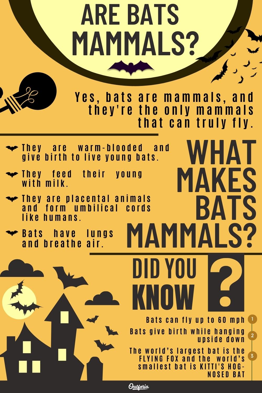 are bats mammals chart with facts and trivias