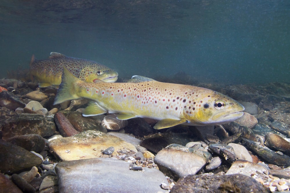 Two fish swimming underwater with rocks