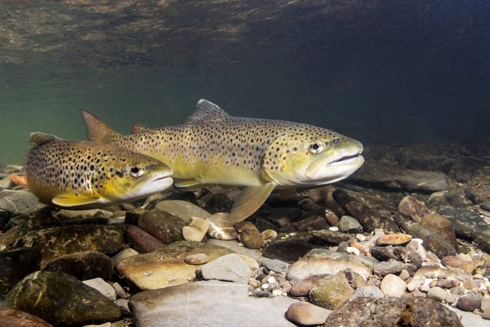 Two trout swimming on the lake