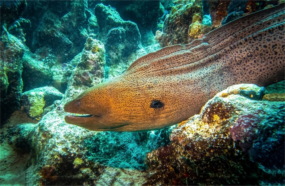Eel swimming through the corals