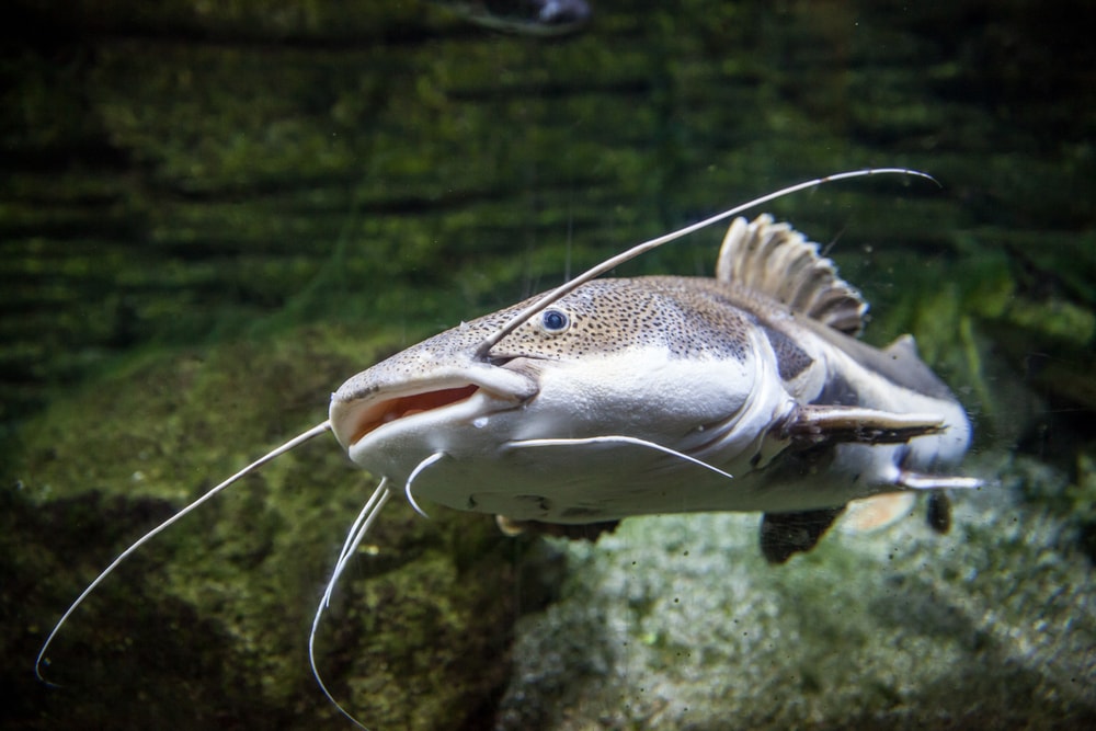 Eel swimming on the lake