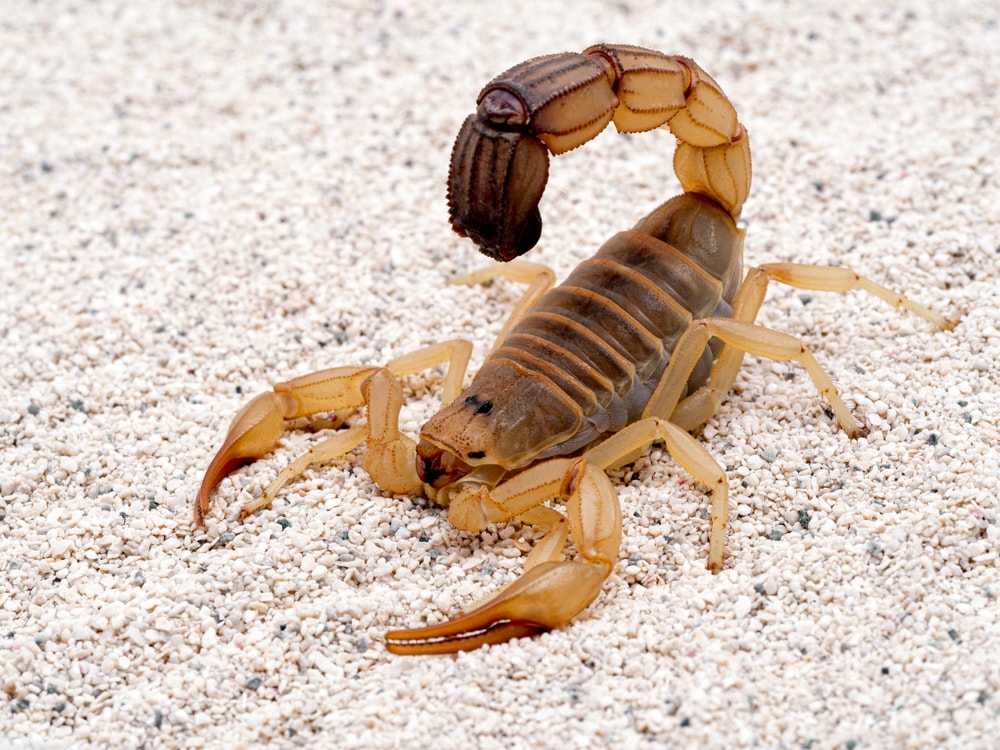 Scorpion walking on pebbles