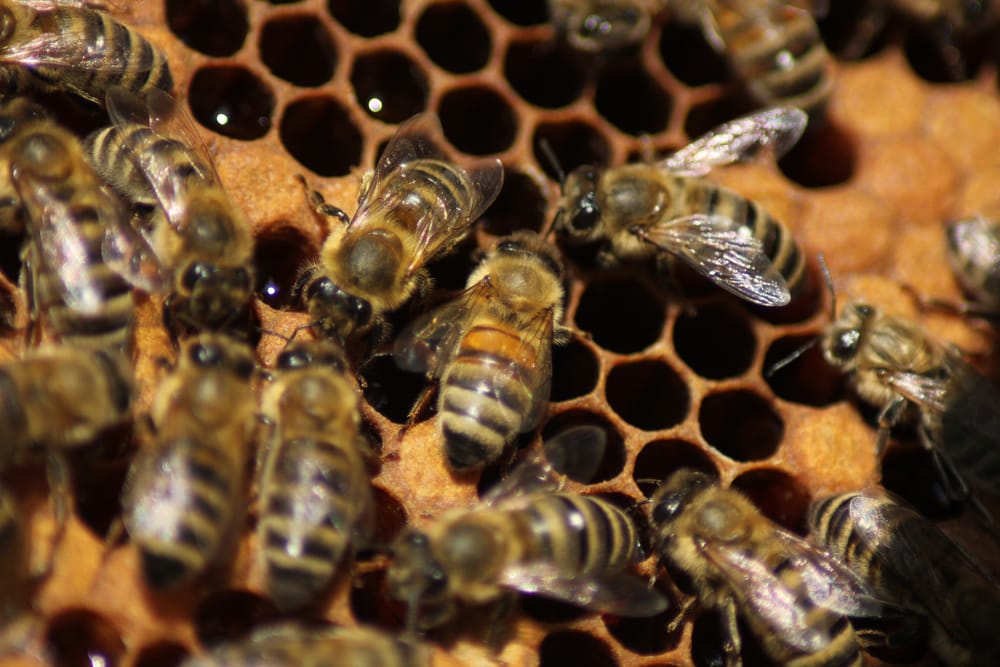 Bees swarming on its nest
