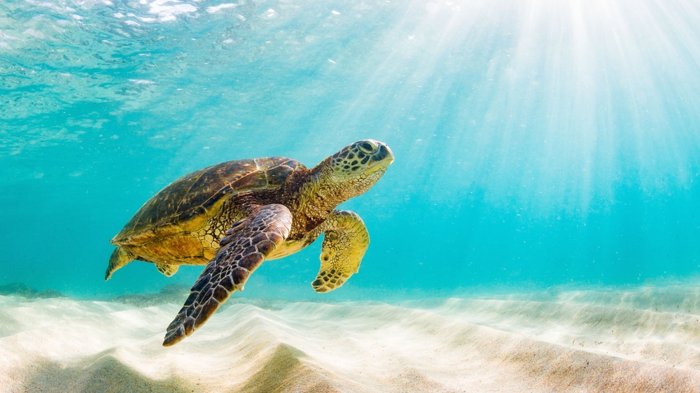 Sea turtle in the ocean