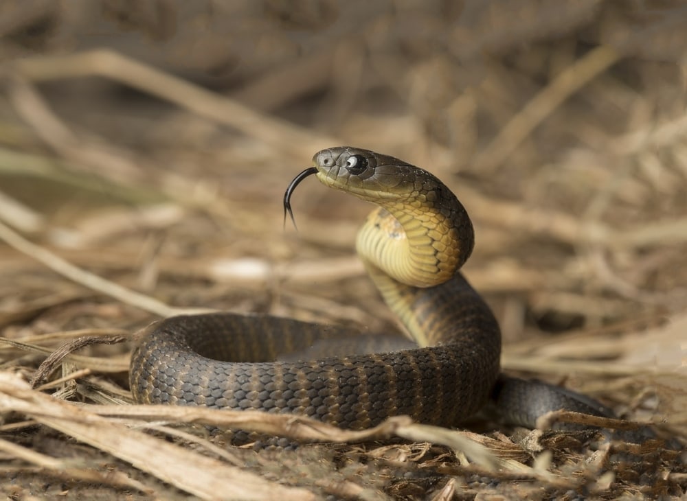 Snake ready to attack