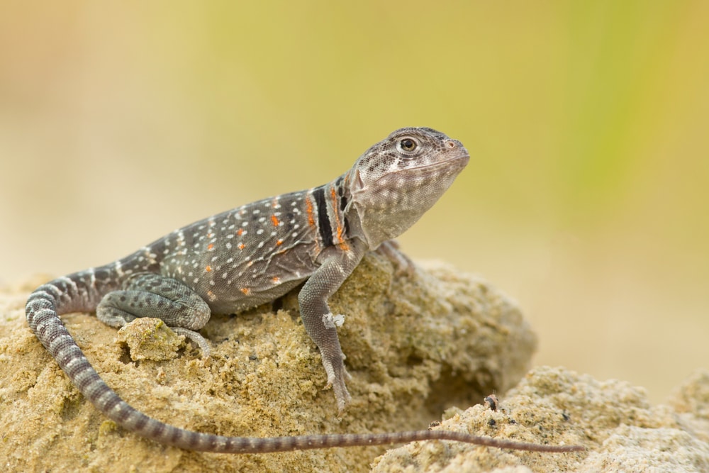 Lizard laying on a stone