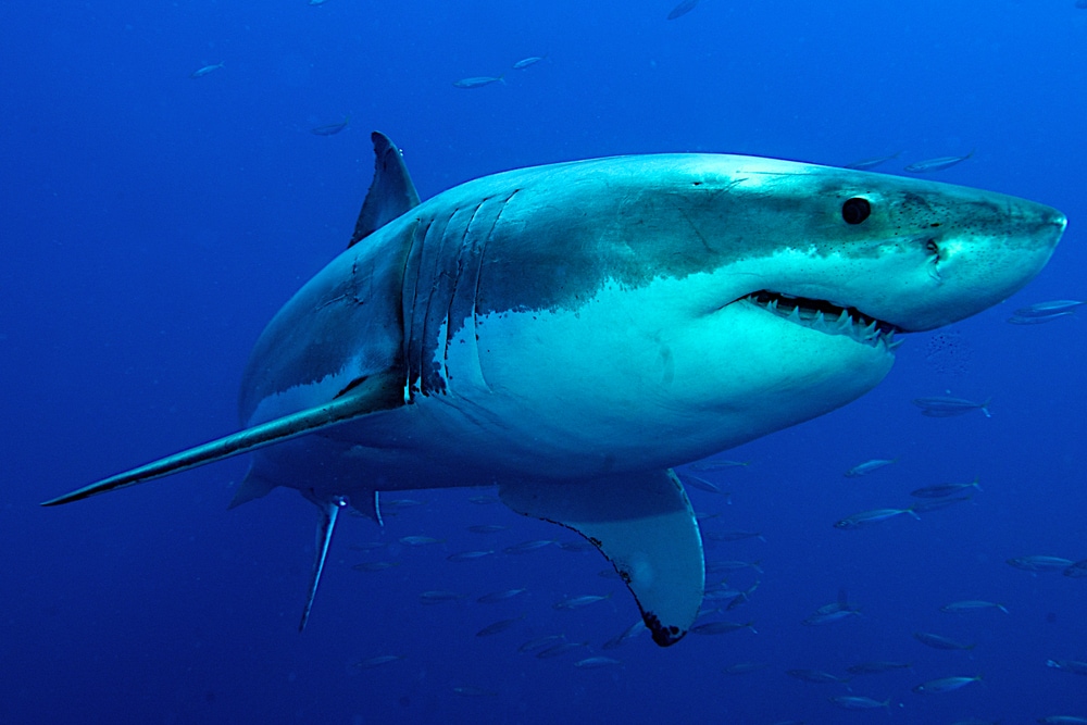Shark in the deep blue ocean
