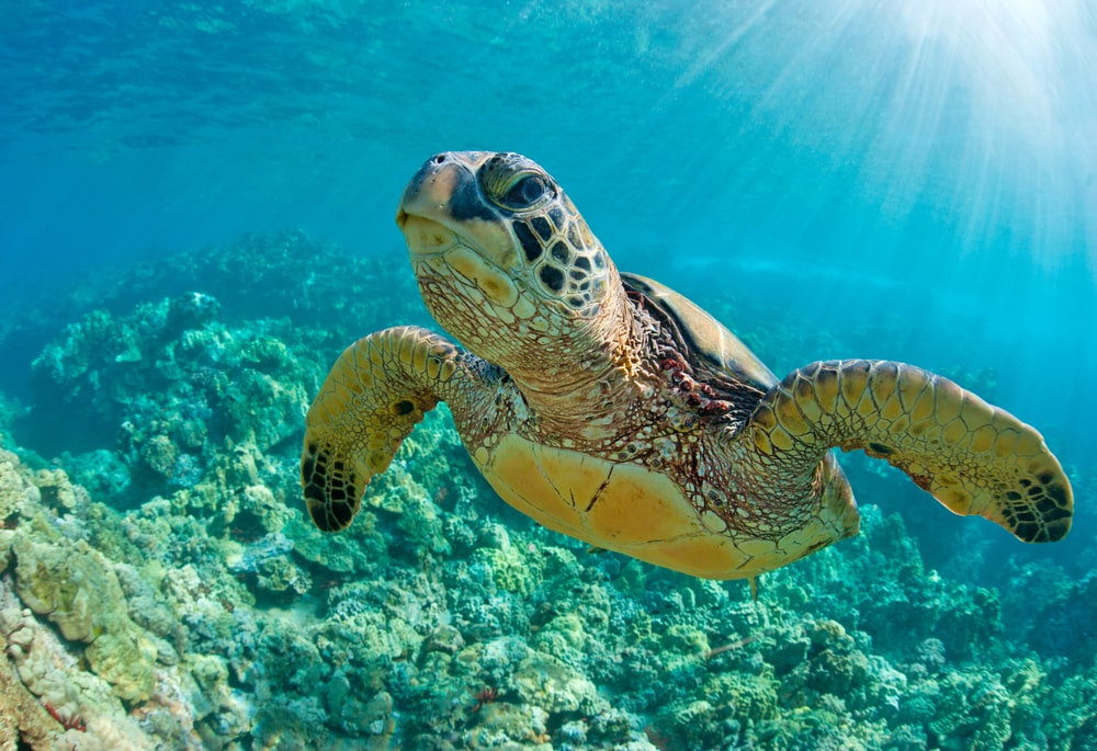 Sea turtle swimming upward