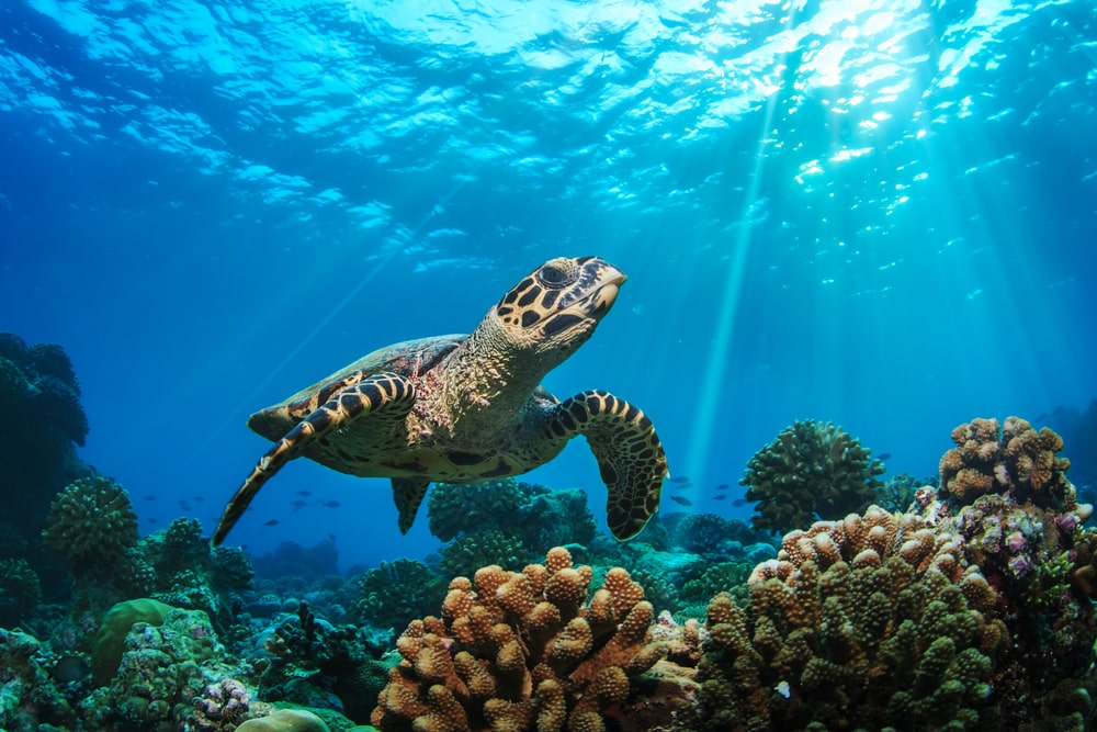 Sea turtle on top of corals