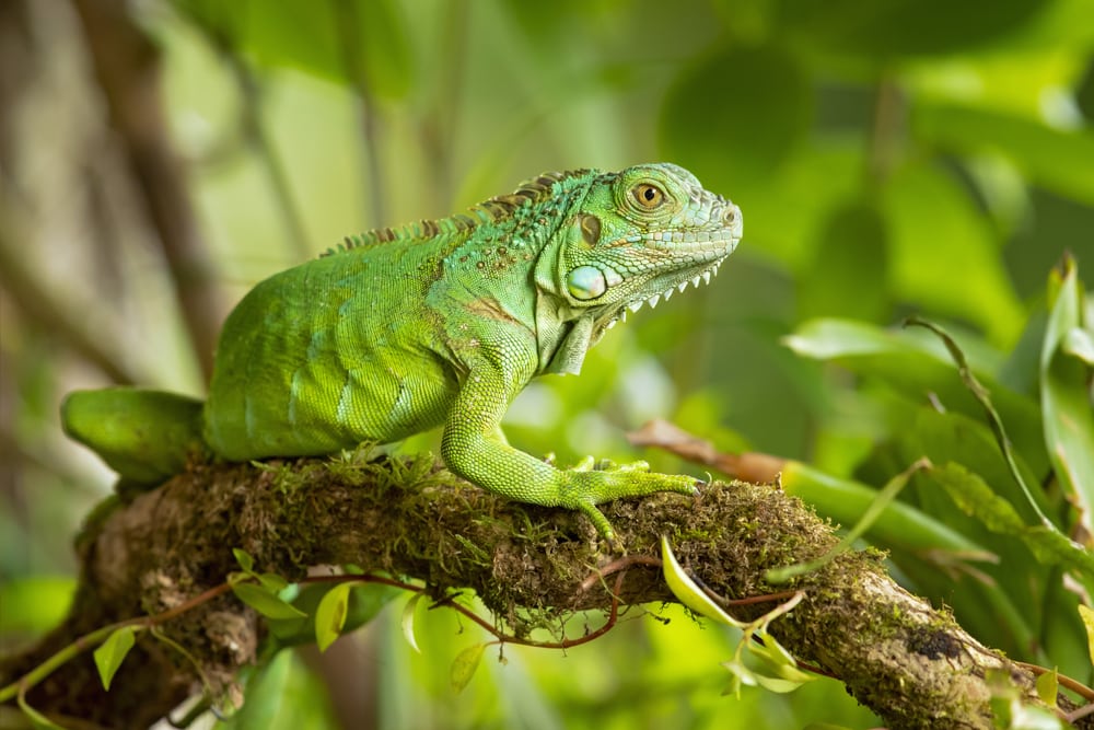 Iguana on in the middle of a forest