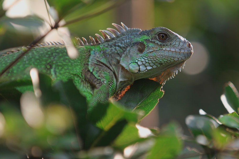 Iguana hiding in the forest