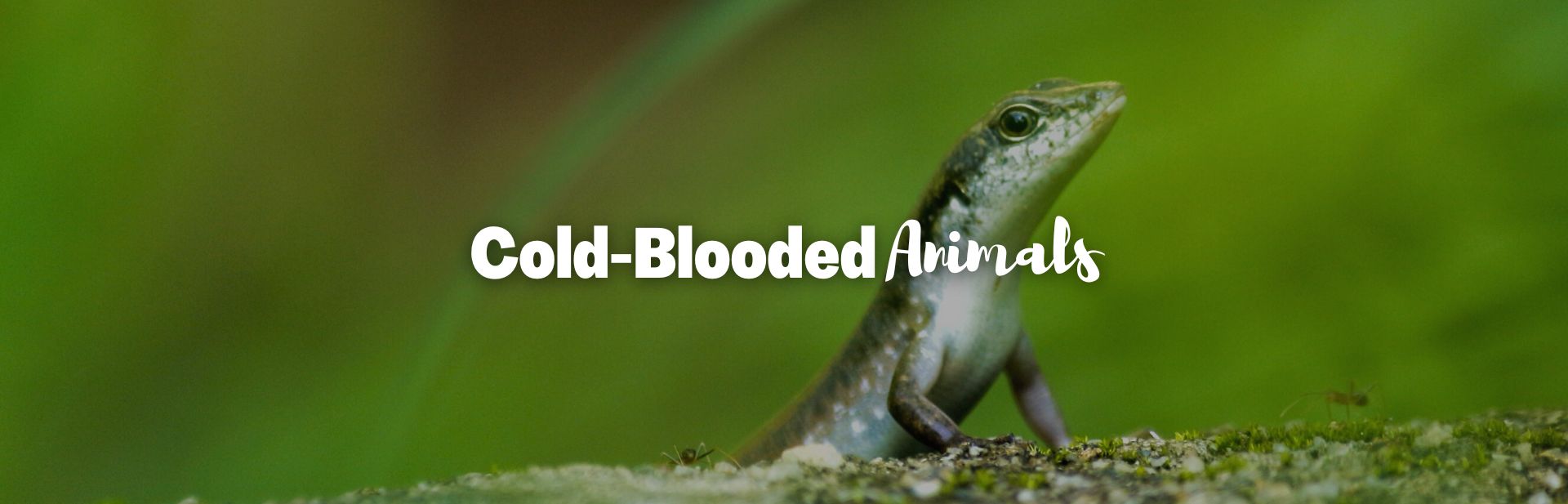 Cold-blooded animals featured photo