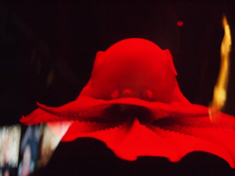 Flapjack octopus lit with fire on black background