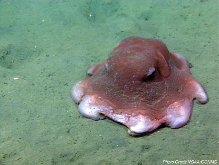 Flapjack octopus laying on the sand underwater