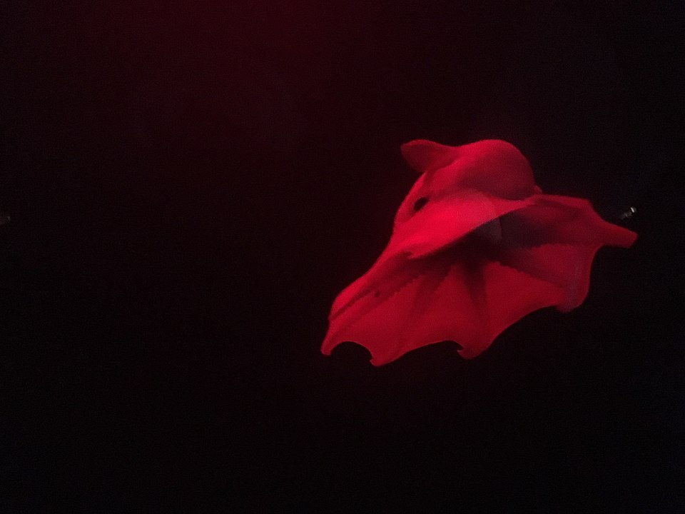 Flapjack octopus on black background