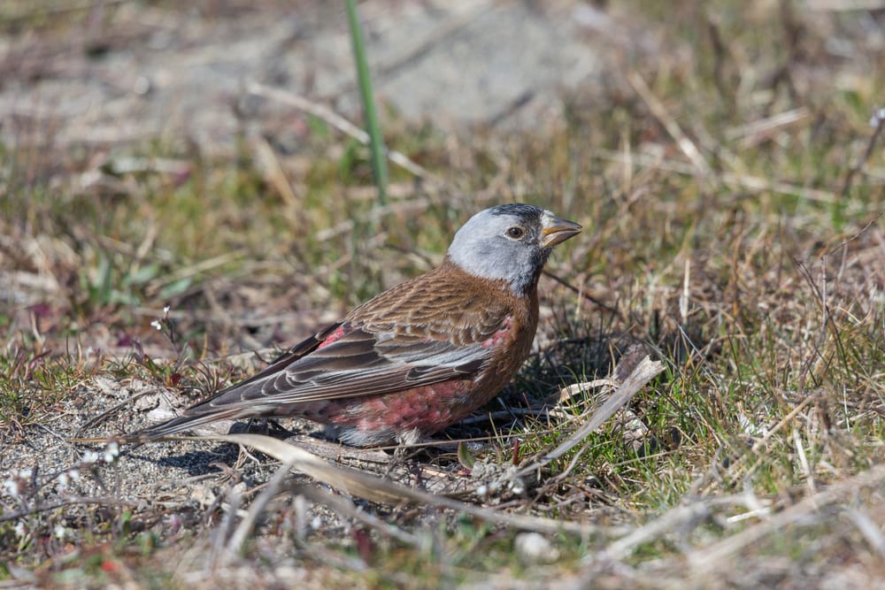 Gray-Crowned Rosy-Finch (Leucosticte tephrocotis) laying on ashes