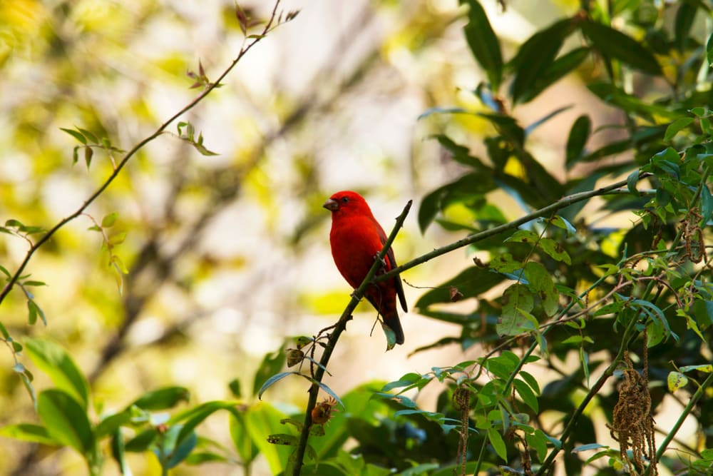 Scarlet Finch (Carpodacus sipahi) in the middle of a tree