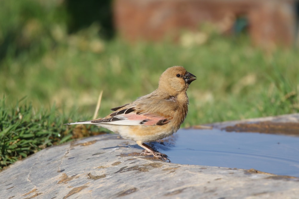 Desert finch (Rhodospiza obsoleta) on the side of a water