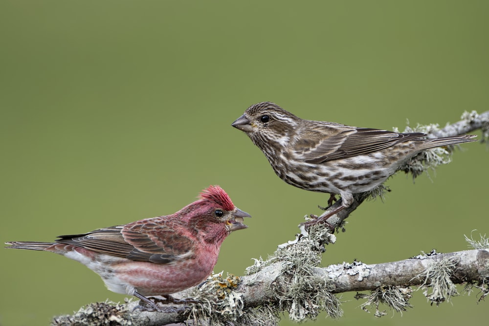 Two Purple Finch (Haemorhous purpureus) on a branch of a tree full of fungus