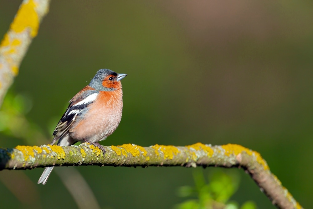 Finch standing on a stick full of fungi