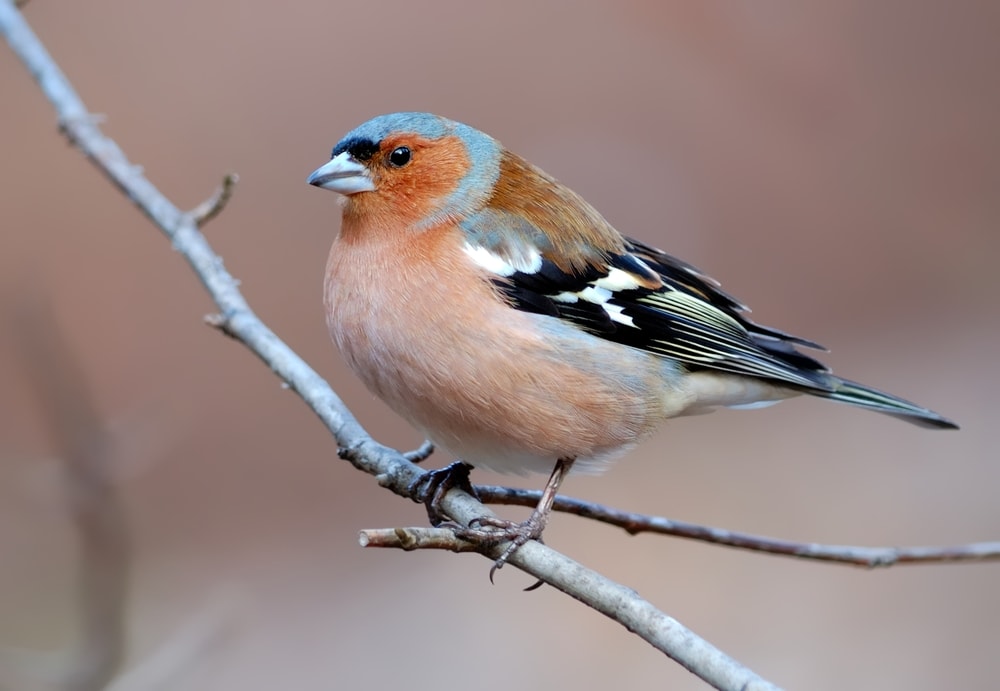 Close up photo of Common Chaffinch (Fringilla coelebs)