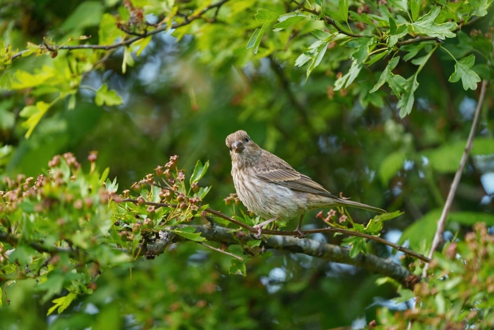 Finch in the middle of a tree