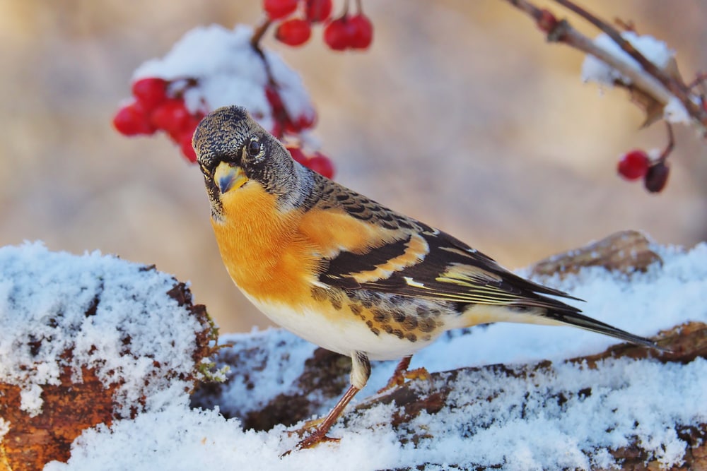 Brambling (Fringilla montifringilla) standing on a snow