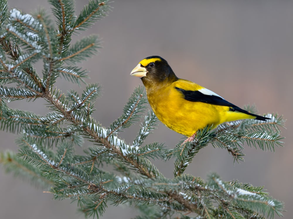 Evening Grosbeak (Hesperiphona vespertina) standing on pine tree