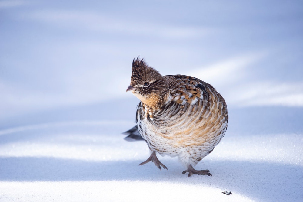 Pine Grosbeak (Pinicola enucleator) walking on a snow