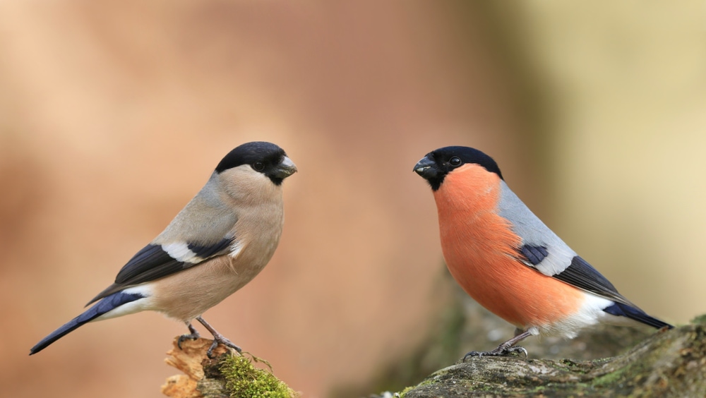 Eurasian Bullfinch (Pyrrhula pyrrhula) talking while on a tree