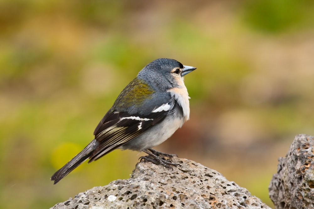 Azores Bullfinch (Pyrrhula murina) standing on a bark full of holes