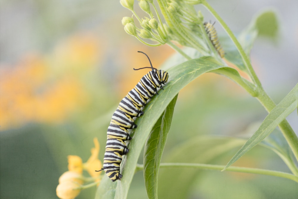 Caterpillar walking up on a leaf