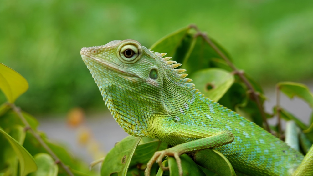 Lizard walking on a green leaves