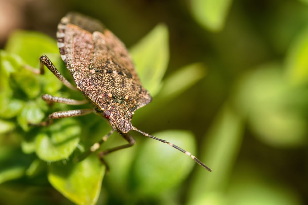 Stink bug on top of a green plant