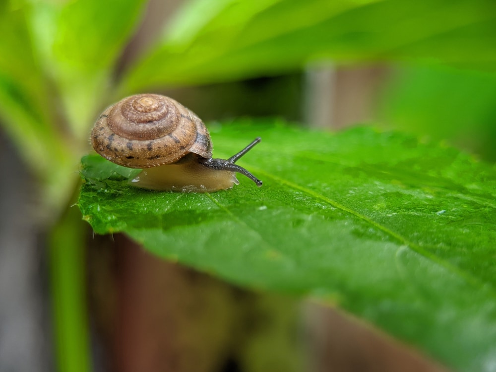 Micro shot of a snail walking on a leaf