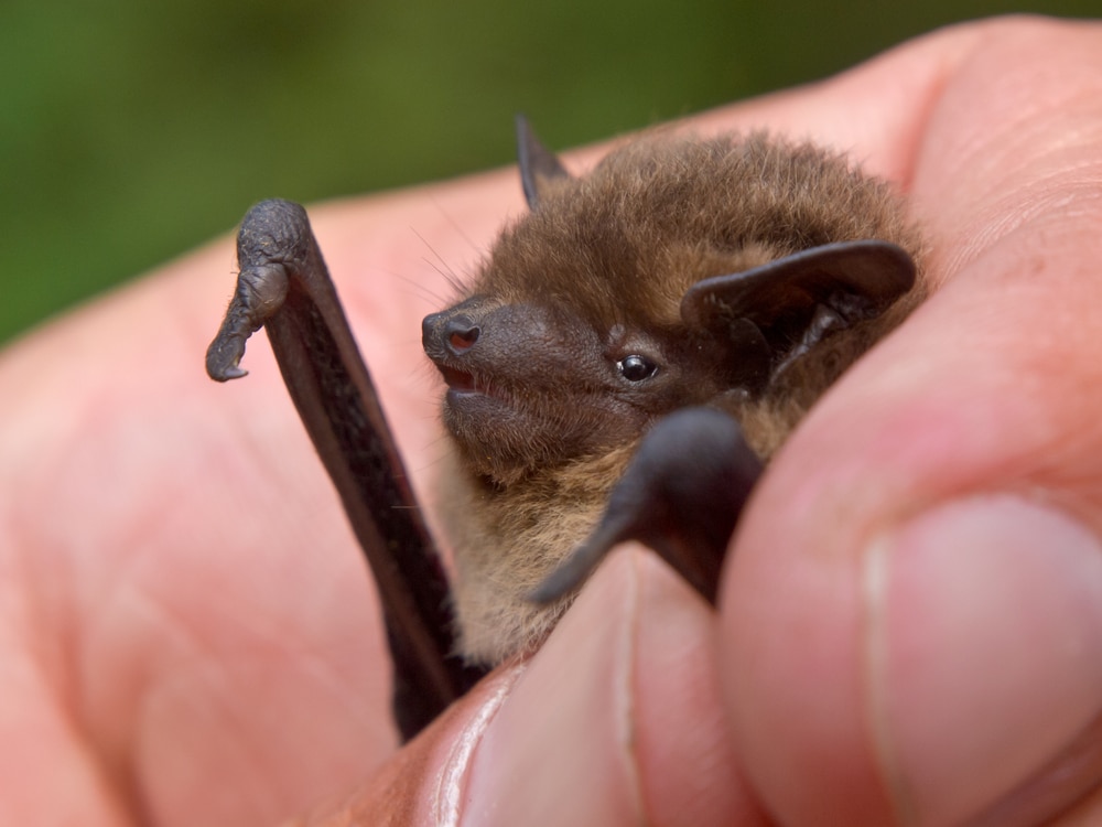 a researcher holding a  Nathusius' Pipistrelle (Pipistrellus nathusius) 