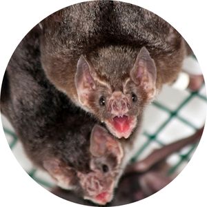 close up image of a vampire bat