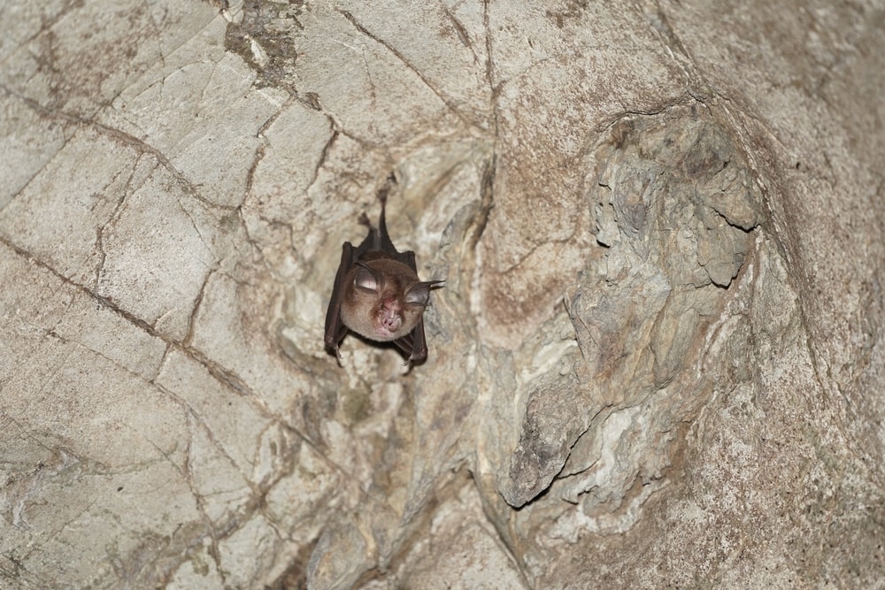 image of a Kitti's hog-nosed bat, the smallest bat in the world