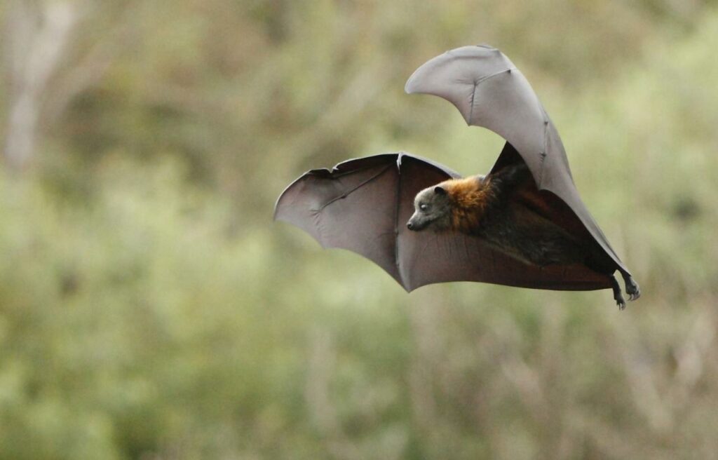 image of a flying fox mid flight