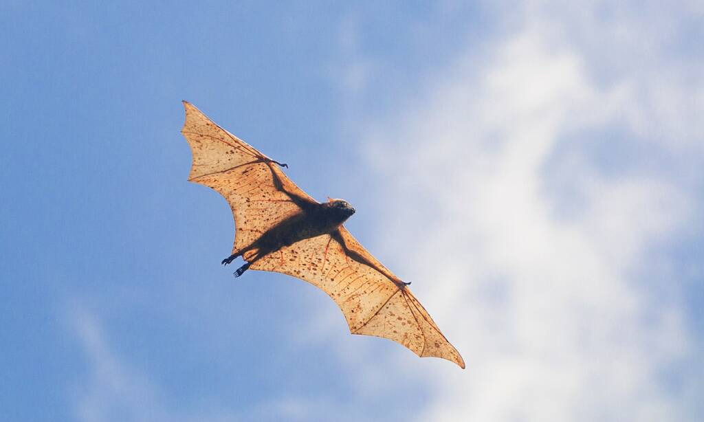 image of a giant golden crowned flying fox in flight