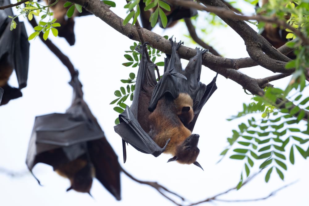 image of mother flying fox feeding her baby
