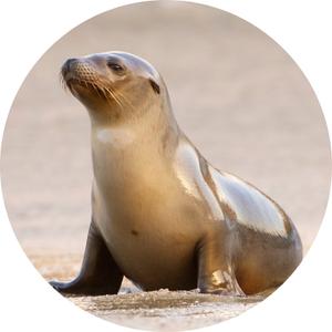 a sea lion resting on the sand