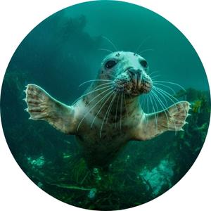 a baby seal swimming on the ocean