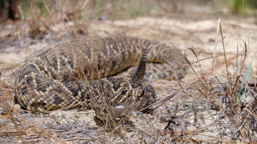 image of an eastern diamondback rattlesnake slithering on the ground