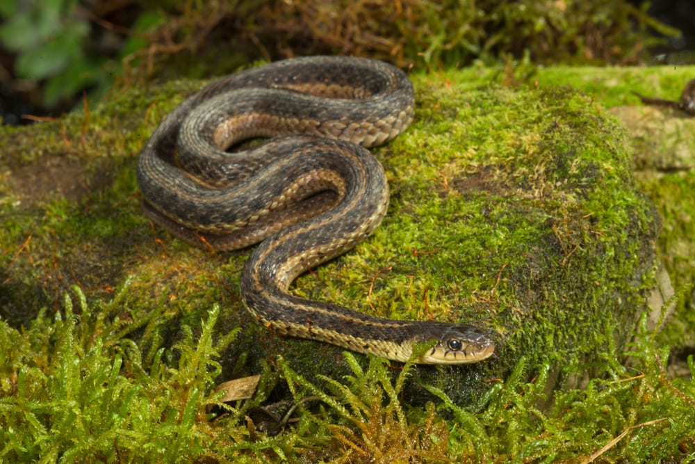 image of an eastern garter snake on the grass
