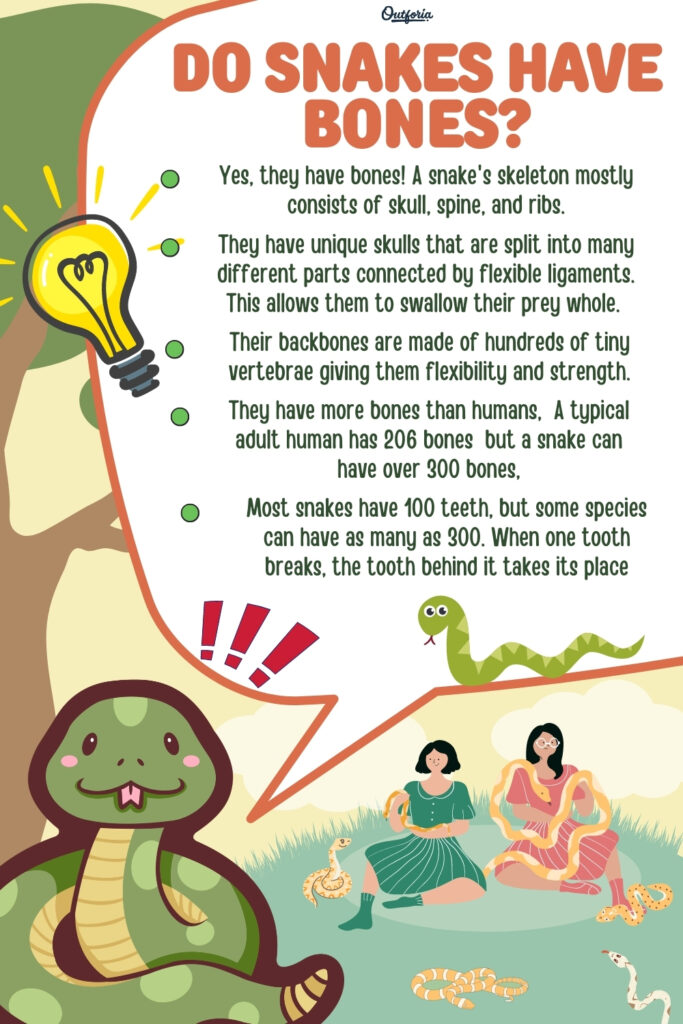 infographic about do snakes have bones with facts