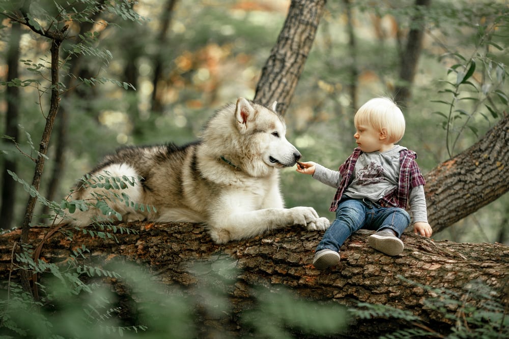 image of a little boy on a tree trunk with a malamute dog