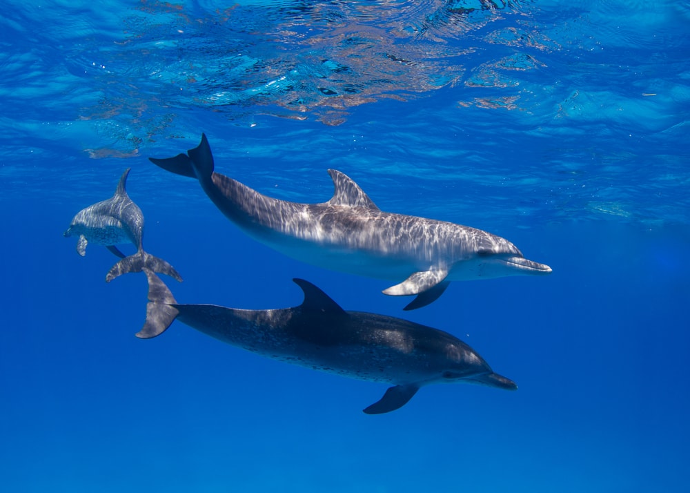 image of two dolphins swimming on the ocean