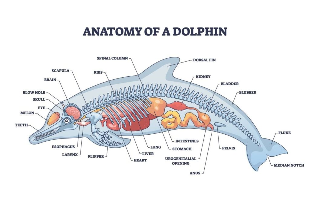 illustration of anatomy of a dolphin