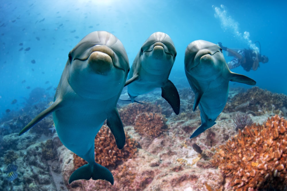 three dolphins underwater looking at the camera